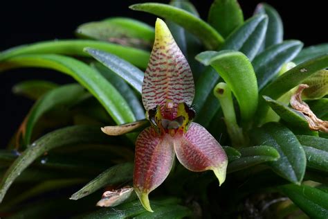 Dryadella cristata care and culture | Travaldo's blog