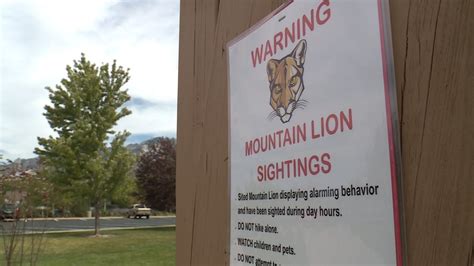 Multiple Cougar Sightings Near Neighborhood Park Prompt Warnings