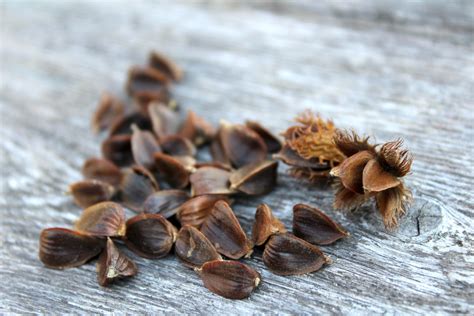 Foraging Beech Nuts — Practical Self Reliance