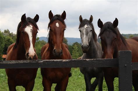 Do You Own Horses Here Are 2 Beneficial Uses For Horse Manure