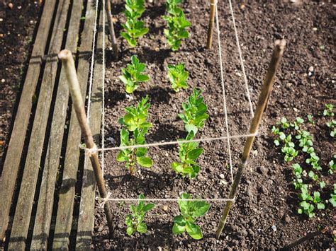 Sow broad beans in spring or autumn, in rows 20cm apart. How To Grow Broad Beans - realestate.com.au