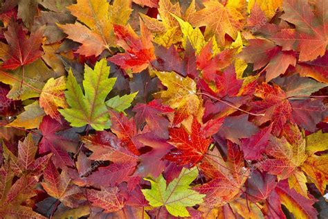 Maple Leaves Mixed Fall Colors Background 2 — Stock Photo 4154002