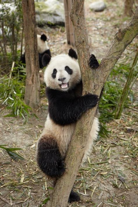 Giant Panda Climbing A Tree At The Chengdu Panda Breeding
