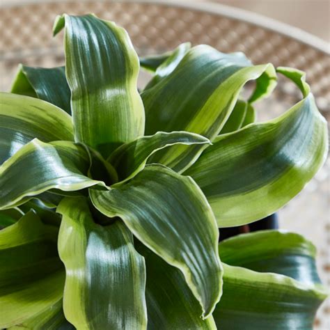 Yaprakları bükülmüş bir şekle sahiptir. Dracaena fragrans Tornado 12cm Pot x 1 | Suttons