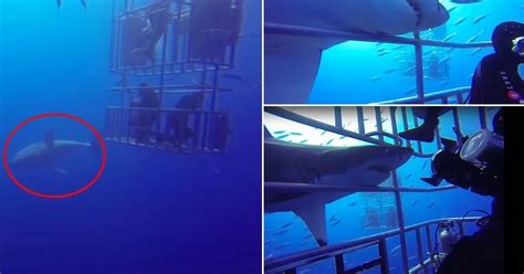 watch terrifying moment great white shark attacks divers cage while its predator pal creates