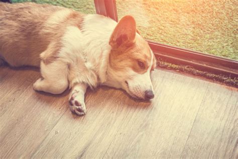 Is your cat limping and you don't know why? Dog Broken Nail Now Limping - Nail Ftempo