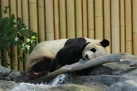 Da Mao Loves His Rocky Waterfall Torontozoo Giantpanda Panda Damao