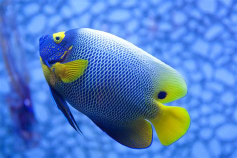 Image Photography Animal Photography Stock Photography Colorful Fish