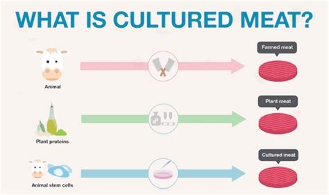 Animal cell culture are used widely for the production of mcq. Cultured Meat Infographic / Lab-grown burgers are coming ...