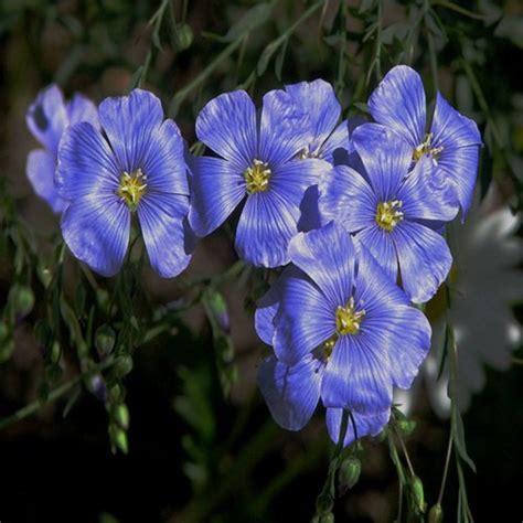 Blue Flax Flower Seeds Linum Perenne 200seeds Etsy