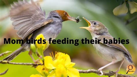7 Mom Birds Feeding Their Babies Beautiful Mother Bird Feeding Their
