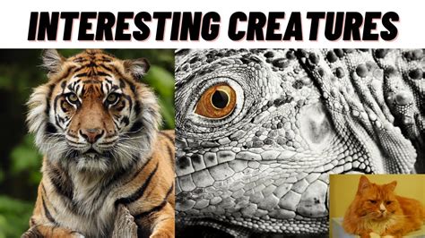 Animal Activities That Must Be Seeninteresting Creatures On Earth