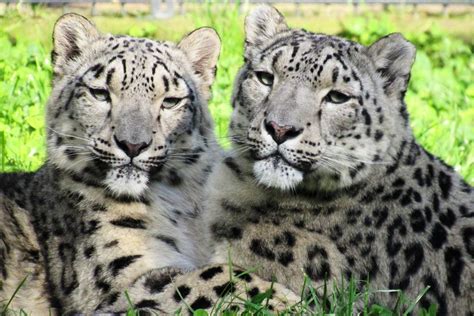 Mitten im wald nahe der city leben hier auf einem 14 ha großen gelände über 500 tiere in etwa 100 arten. VdZ - Verband der Zoologischen Gärten e.V.: Neunkirchen