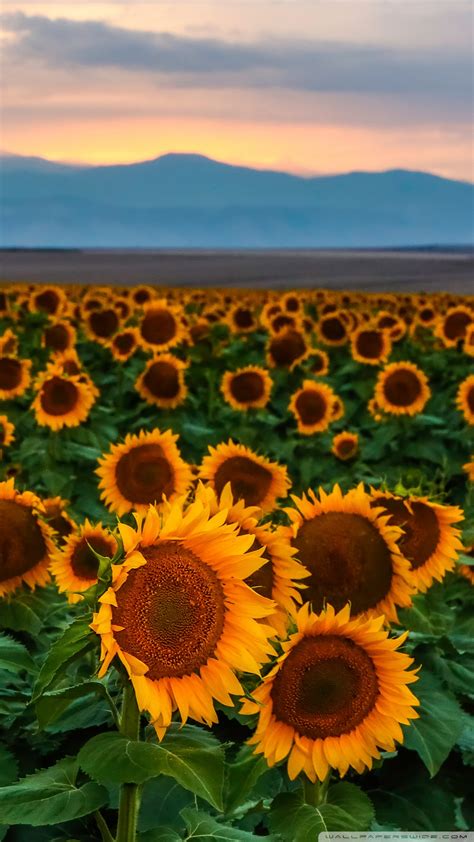 Sunflower Field Sunset Colorado Ultra Hd Desktop