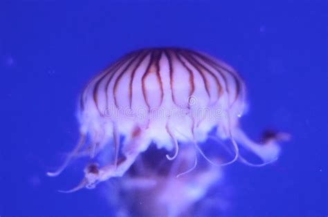 Beautiful Jellyfish In A Large Aquarium In The Aquarium Stock Photo