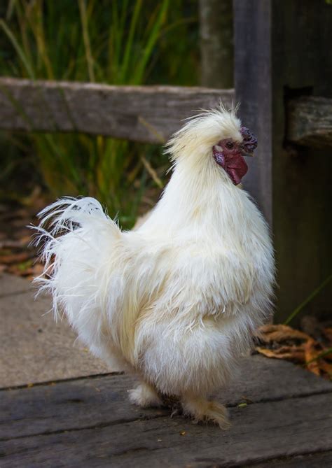 Pros Cons Of Keeping Silkie Chickens