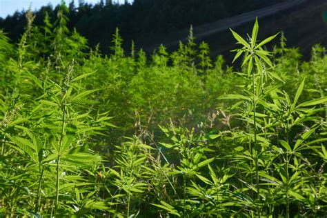 What Is Hemp Learn About The Hemp Plant Ministry Of Hemp