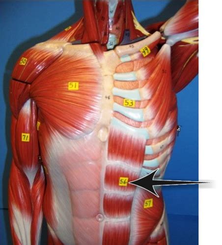 Honors Anatomy Unit 5 Lesson 5 Muscles Of The Abdomen Chest And