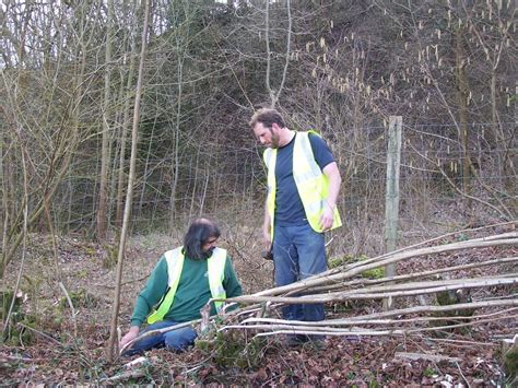 This is called coral bleaching. part-time Naturalist: hedge laying at Wick Hill Hanger ...