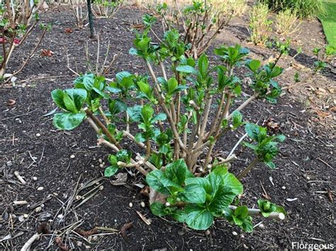 Transplanting Hydrangeas When Where And How To Successfully Florgeous