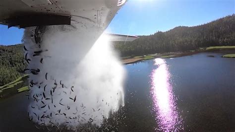 Us Young Fish Get Airplane Ride To Remote Utah Lakes Offbeat News