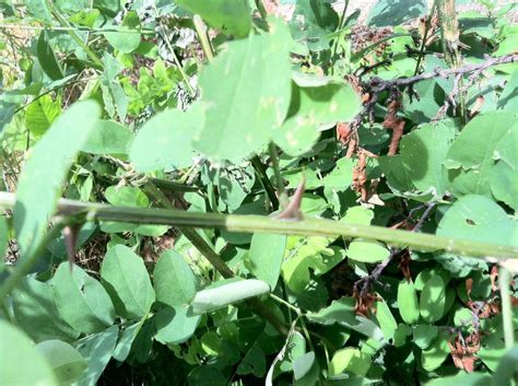 I'd love to get rid of all of it in the areas where my young kids play. /r botany. Can you identify this plant? I can't find it ...