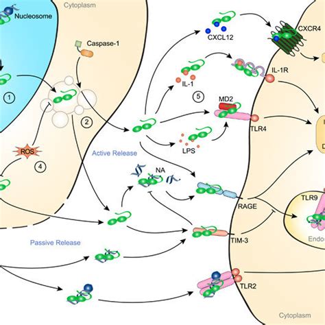 Alarmin Functions And Signalling Pathways Of Il 33 And Hmgb1