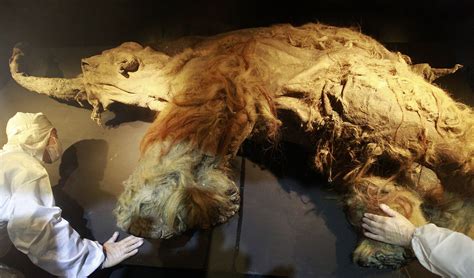 Aimal Fod A 24000 Year Old Is Still Alive After Beijing Preserved The Permafrost In Siberia