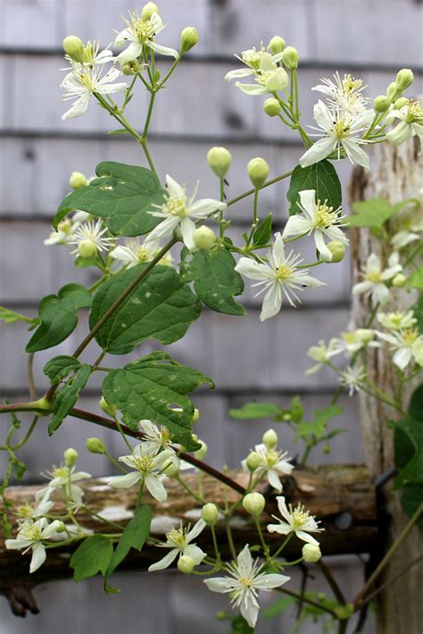 Growing Vertical With Native Vines Climbing Plants For Fences