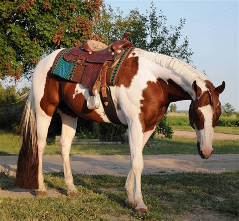 Chestnut Paint Horse Stallion Horse Painting Western Pleasure Horses