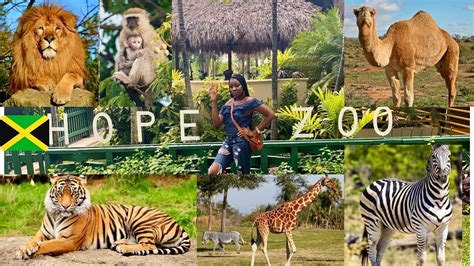 Hope Zoo Jamaica 🇯🇲 Vlog 8 Youtube