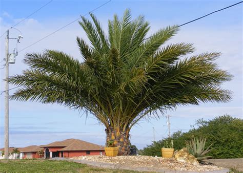 Sylvester Palm Trees For Sale Fort Myers