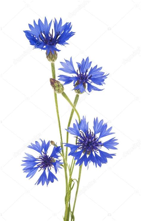 Cornflower Bouquet Of Wild Blue Flowers — Stock Photo © Ulkan 130183476