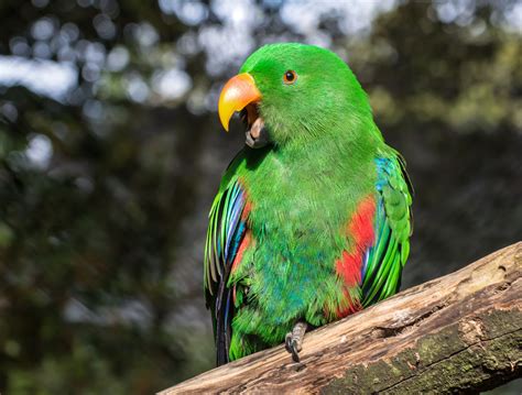 8 Top Green Parrots To Keep As Pets