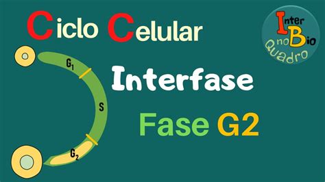 Ciclo Celular Interfase Fase G2 Youtube
