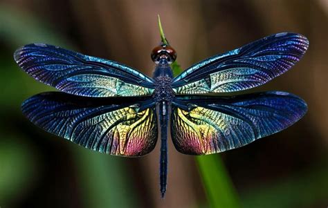 Be Amazed By These Spectacular And Colorful Insects Discover The