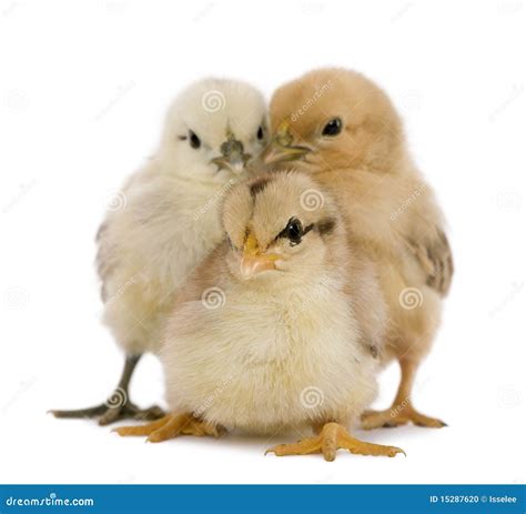 Three Chicks Sitting On The Plane Surface Stock Image 221611015