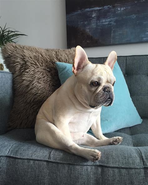 Join millions of people using oodle to find puppies for adoption, dog and puppy listings, and other this advertiser is not a subscribing member and asks that you upgrade to view the complete puppy profile for this french bull dog, and to. Isabella French Bulldog Dna | French Bulldog