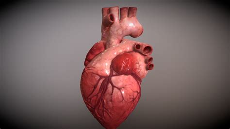 Heart 3D Model By Old Nomad Viktor Yakin 01b2dca Sketchfab