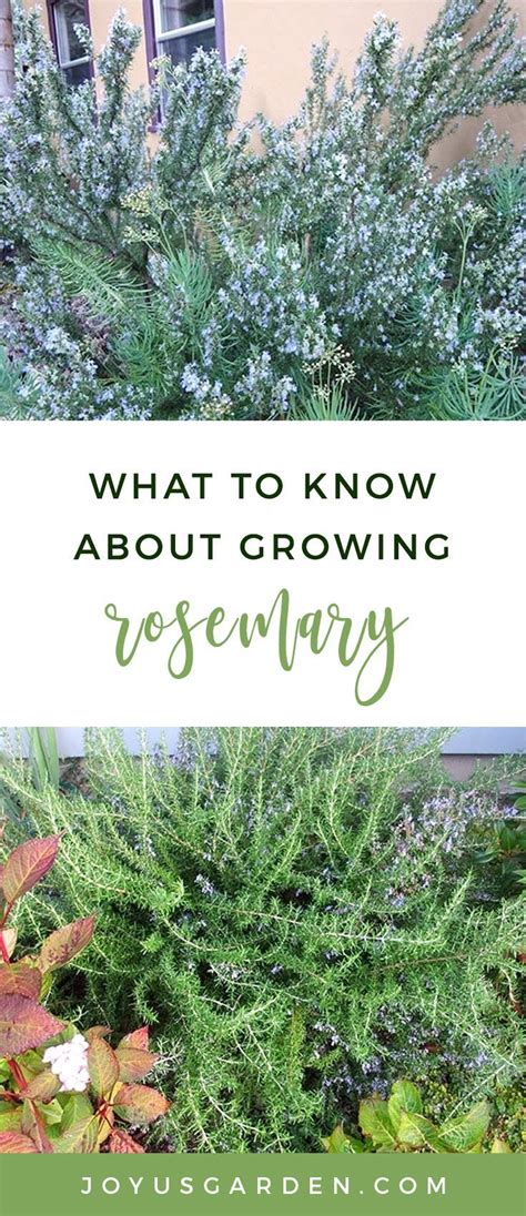 What Everyone Should Know About Growing Rosemary Growing Rosemary