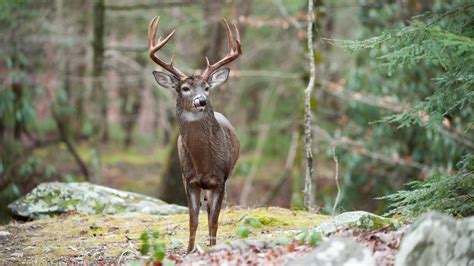 How To Hunt Whitetails In Big Woods Meateater Wired To Hunt