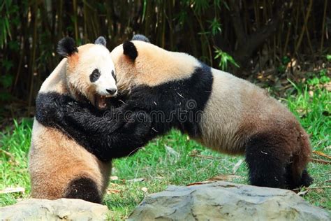 Two Giant Pandas Playing Stock Photo Image Of Asia Pandas 24230766