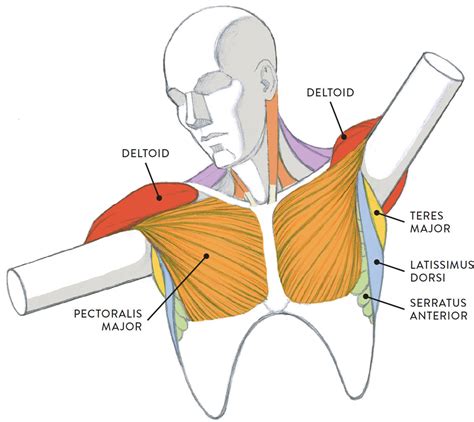 Muscular Anatomy Of The Chest
