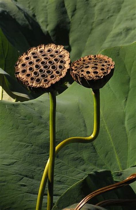 Stunning Lotus Seed Pod Artwork For Sale On Fine Art Prints