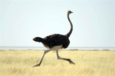 A Pair Of Cyclists Being Chased By An Ostrich Is The Funniest Thing You