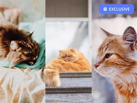 10 Cute Cat Wallpapers For Iphone Xr Iphone Xs Iphone Xs