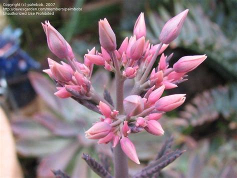 Vultures have a highly sensitive sense of smell, with some species. PlantFiles Pictures: Kalanchoe, Pink Mother of Thousands ...