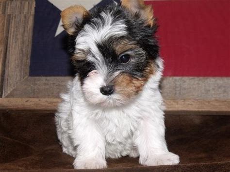 They are the teacup size and they are very sweet and cute! cute and adorable Teacup Yorkie puppies for adoption - Fishers, IN | ASNClassifieds