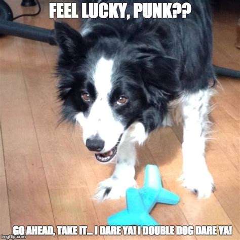 21 Border Collie Memes Guaranteed To Make You Laugh Page 3 The Paws