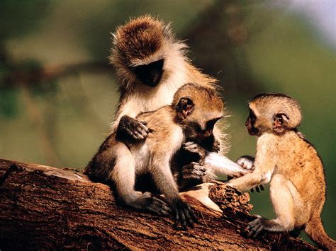 Monkey Mother With Its Kids Animals Kenya Zoo Animals